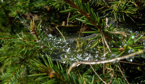 Close-up of leaves