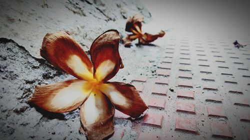 High angle view of flowering plant