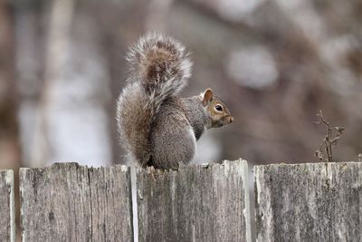 Close-up of squirrel on wooden fence