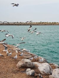 Seagulls flying over sea against sky