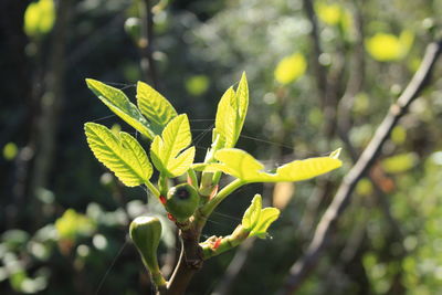 Close-up of plant leaves