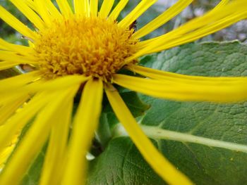 Close-up of yellow flowering plant