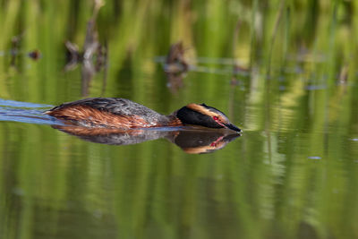 Close-up of duck swimming on lake