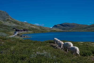 Sheep at smuksjøseter fejllstue by lake høvringsvatne, norway