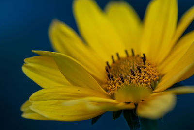 Close-up of yellow flower