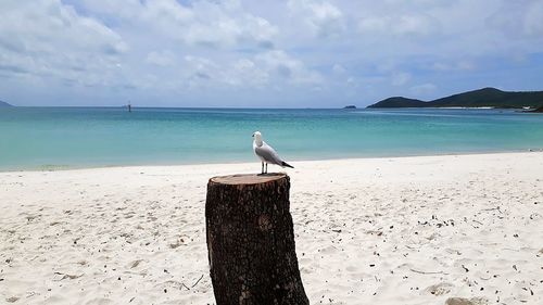 Seagull perching on wooden post on beach