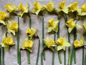 Close-up of flowers