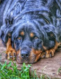 Close-up of a dog