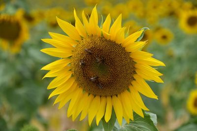 Close-up of honey bee on sunflower