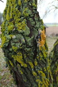 Close-up of moss on tree trunk