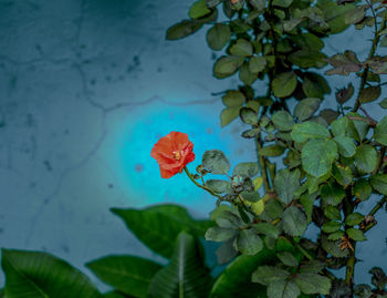 Close-up of red flowering plant