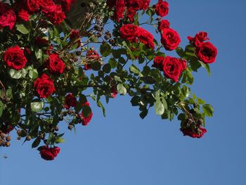 Low angle view of red flowers