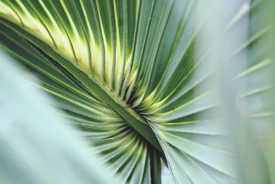 Close-up of palm tree leaves