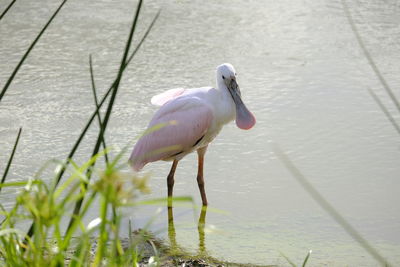 Close-up of a bird in lake