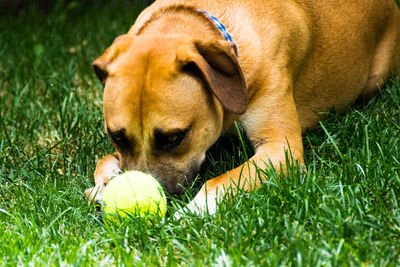 Close-up of puppy with ball on grass