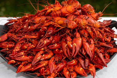 A lot of cooked signal crayfish, pacifastacus leniusculus, ready to eat