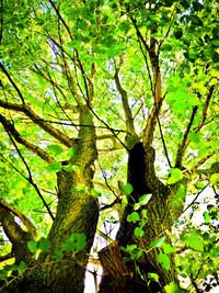 Low angle view of tree