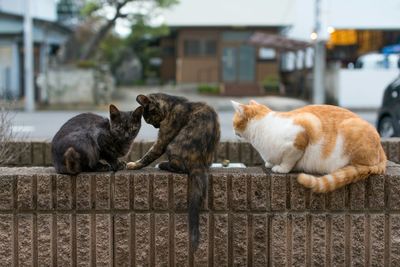 Cat looking away