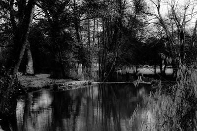 Scenic view of lake in forest