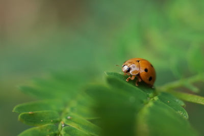 Close-up of ladybug on plant