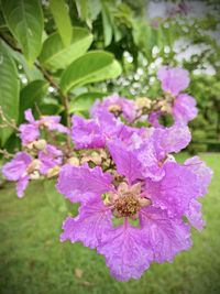 Close-up of pink flowering plant