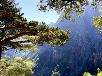 Trees growing on mountain against sky