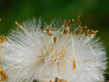 Close-up of dandelion on plant