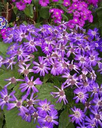 Close-up of purple flowering plants