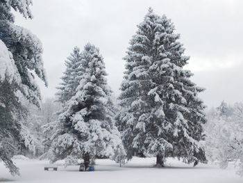 Trees on snow covered field against sky