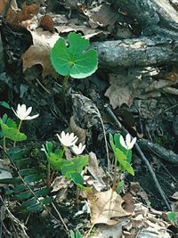 High angle view of flowering plants on land