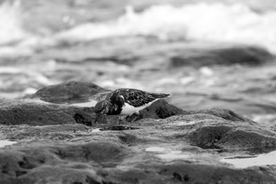 Sandpiper foraging on wet rock at seashore