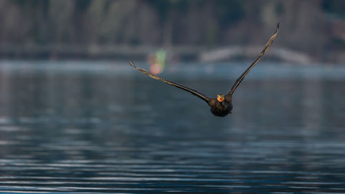 Close-up of caterpillar in water