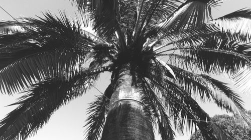 Low angle view of palm trees