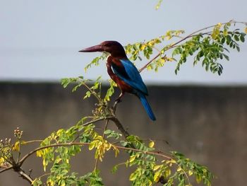 Close-up of bird perching on branch against blue sky