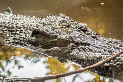 Close-up of crocodile