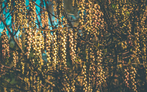 Low angle view of plants against sky
