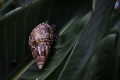 Close-up of snail on leaf