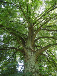 Low angle view of trees against sky