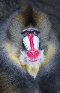 Close-up portrait of mandrill