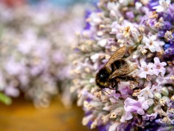 Close-up of bee pollinating on purple flower