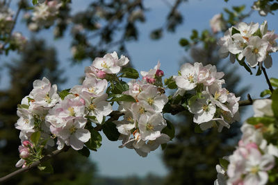 Close-up of cherry blossoms on tree