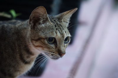 Close-up of a cat looking away