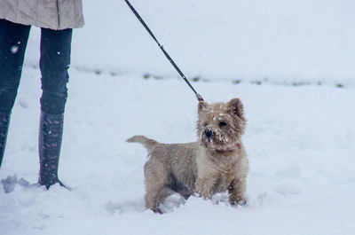 Low section of person with westie dog standing on snow