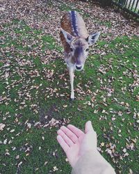 Cropped image of hand holding rose