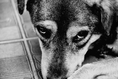 Close-up portrait of dog relaxing at home