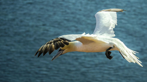 Close-up of seagull flying