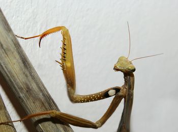 Close-up of lizard