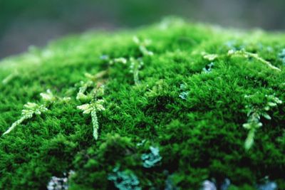 Close-up of green plant