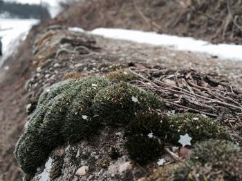 Close-up of moss on tree trunk