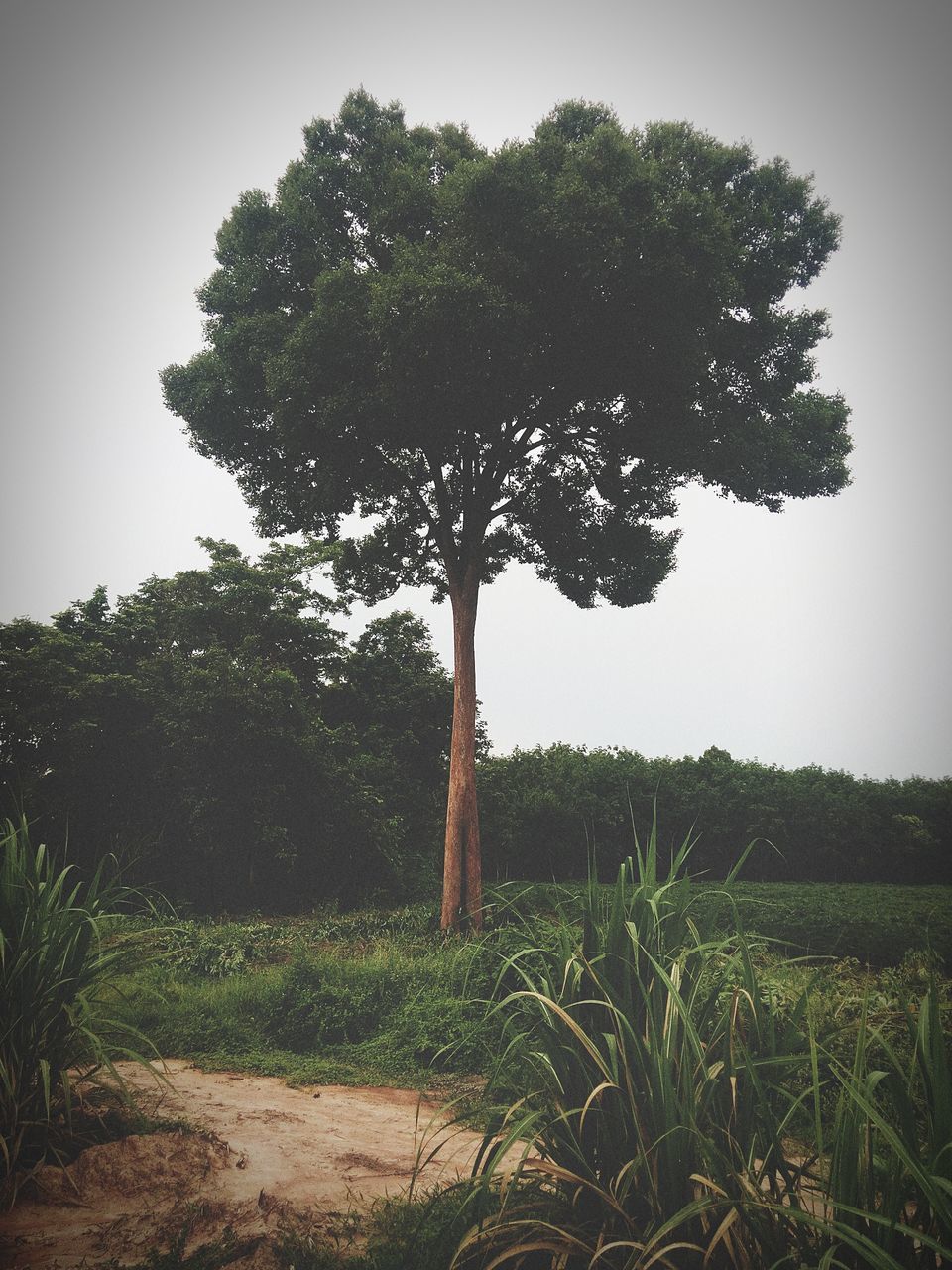 tree, growth, tranquility, clear sky, field, tranquil scene, nature, landscape, grass, tree trunk, sky, beauty in nature, branch, plant, scenics, non-urban scene, day, no people, outdoors, remote